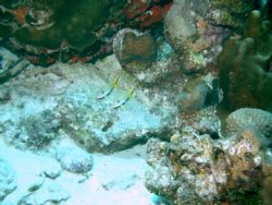 Bonaire 2004-I didn't want to disturb these gossiping nei... by Jean Milani 